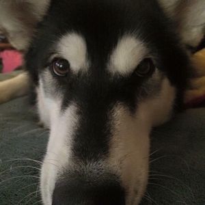 Meet your Posher, Barbie